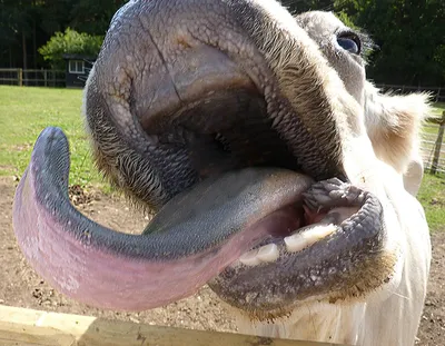 Есть ли у коровы верхние зубы?