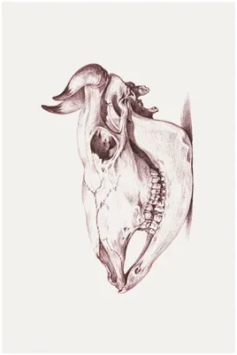 Резной череп коровы | Пикабу