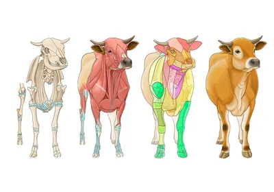 Купить PDTO Хэллоуин коровий скелет коровы череп украшения уличная  скульптура декоративная опора | Joom