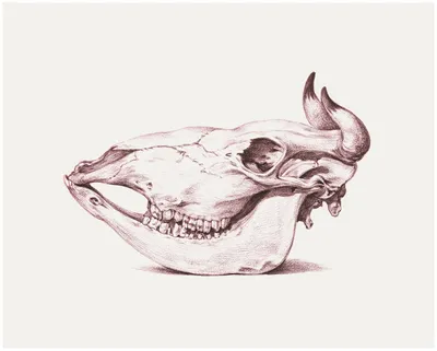 tainik_shamana_ - Фото рабочего процесса. Покрытие черепа коровы эмалью  цвета слоновой кости. Сделано на заказ. Фото без фильтров #череп  #остеология #бык #корова #магия #эмбрион #диковинка #единорог #коготь  #черепа #кости #таксидермия #skull #bone #
