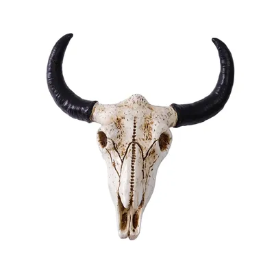 Челюсть ` S коровы белая с зубами Стоковое Фото - изображение насчитывающей  млекопитающее, челюсть: 100039158