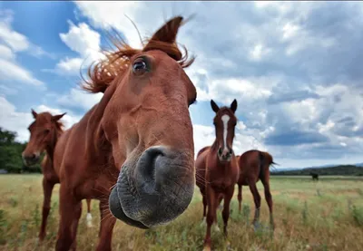 Horseexpert | Психология лошади: почему лошадь пугается и как от этого  избавиться?