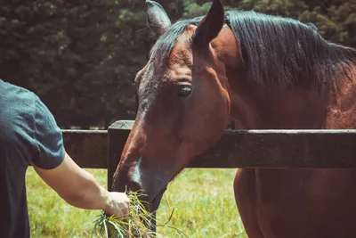 лошади / человек и лошадь ◇ horse and human