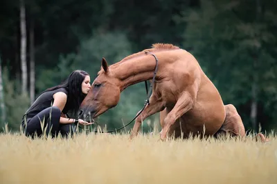 Жастар» Конно-спортивный комплекс | Барнаул | 🐴Мотивация лошади к общению  с человеком | Facebook