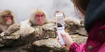 Человек с маской обезьяны использует свой смартфон Стоковое Фото -  изображение насчитывающей современно, потеха: 234084298