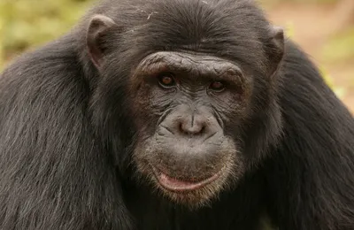 Шимпанзе как эволюционная модель человека