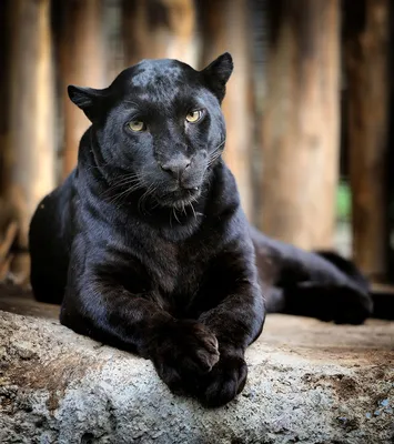 Черная пантера с зелеными глазами - 78 фото