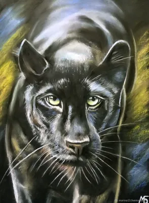 Черная пантера»: из жизни котов, склонных к геноциду и эскапизму • Stereo.ru