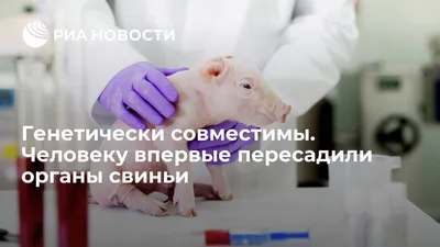 В США умер человек с сердцем свиньи / 10 марта 2022 | Здоровье, Новости дня  10.03.22 | © РИА Новый День