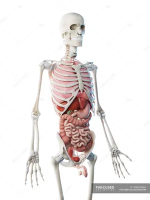 Модель скелета человека, демонстрирующая внутренние органы мужской  анатомии, цифровая иллюстрация . — Медицина, анатомия - Stock Photo |  #308616966