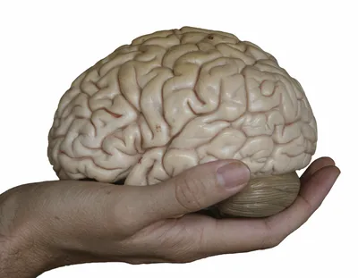 Мозг человека оказался «гением вероятности» — Naked Science