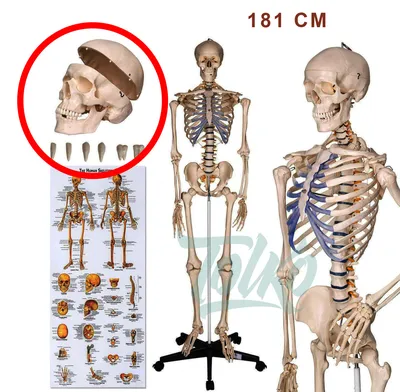 Купить Объемный анатомический скелет человека 181 см, цена 8000 грн —  Prom.ua (ID#860051349)