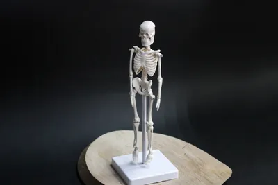 Купить скелет человека - анатомический скелет маленькая модель 22 см в  магазине XLAND.BY