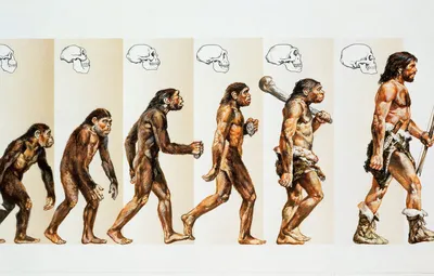 Обои Обезьяна, Человек, Арт, Стадии эволюции человека, От обезьяны к  человеку, Эволюция человека, Антропогенез картинки на рабочий стол, раздел  арт - скачать