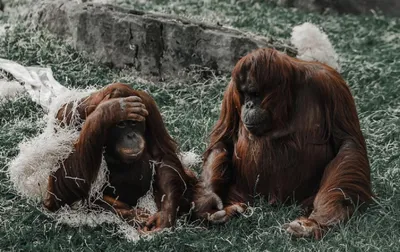 Какой была обезьяна, от которой ведёт свой род Homo sapiens -  Рамблер/новости