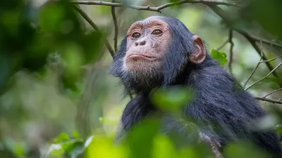 Перед вами скульптурная реконструкция самки ардипитека (Ardipithecus  ramidus), которая известна как «Арди». Ардипитеки — ископаемые человекообразные  обезьяны из группы ранних австралопитеков, обитавшие в Восточной Африке  около 4,4 млн лет назад. Ранние ...