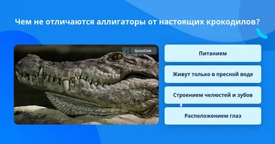 Чем крокодил отличается от аллигатора и гавиала — вы больше их не спутаете  - Hi-News.ru
