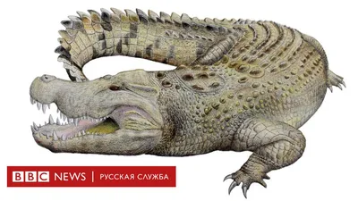 Крокодил аллигатора стоковое фото. изображение насчитывающей парк -  138200078