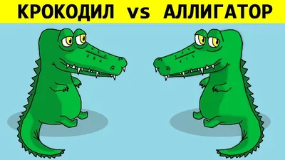 В ЧЁМ РАЗНИЦА? КРОКОДИЛ vs АЛЛИГАТОР - YouTube