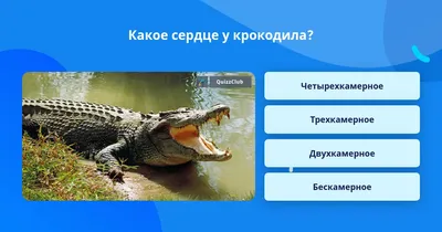 Эти животные способны к «непорочному» зачатию — самкам не нужны самцы -  Hi-News.ru