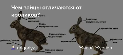 Чем отличается заяц от кролика? Всем! Описываем разницу по пунктам | Книга  животных | Дзен