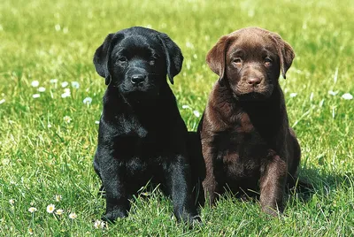 https://www.royalcanin.com/ru/dogs/breeds/labrador-i-zolotistyj-retriver-v-chem-otlichiya