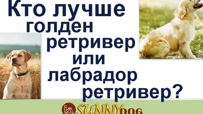 Лабрадор и золотистый ретривер: в чем отличия | Royal Canin