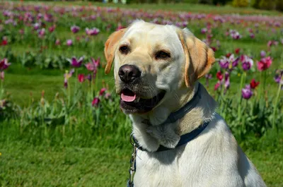 Лабрадор-ретривер: характер, внешность, 🐕 вес, уход, содержание, фото