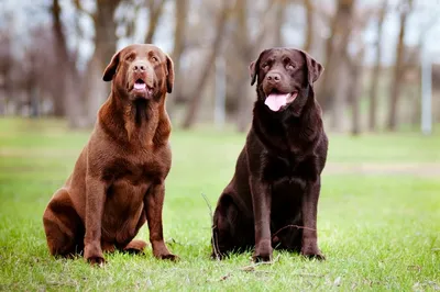 Labrador retriver | perlinapoltavi