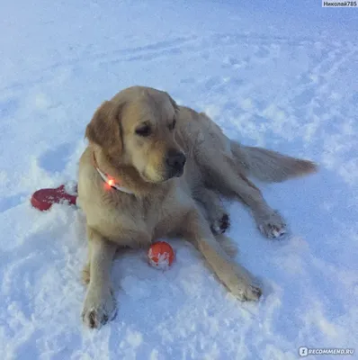 Корм для щенков собак породы лабрадор-ретривер, Royal Canin Labrador  Retriever Puppy купить с доставкой в интернет-магазине зоогастроном.ру