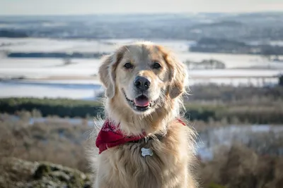 Золотистый ретривер: описание 🐕 породы, характер, фото - Гульдог