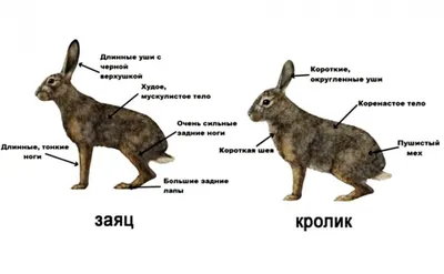 Чем отличается заяц от кролика фото