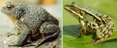Чем отличается жаба от лягушки фото