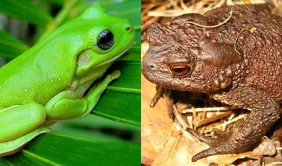 Чем отличается жаба от лягушки фотографии