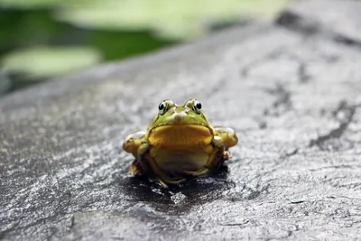 Какая разница между жабой и лягушкой?