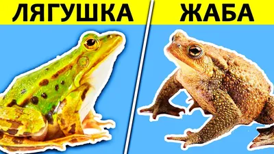 В ЧЁМ РАЗНИЦА? ЛЯГУШКА vs ЖАБА - YouTube