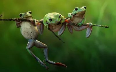 Чем жаба отличается от лягушки? Почему это важно знать в сезон шашлыков и  дач? | Пикабу