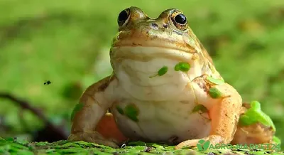 Чем отличается лягушка от жабы? Различия между жабой и лягушкой. - YouTube