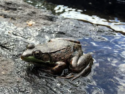 Семейство Жабы (Bufonidae) | это... Что такое Семейство Жабы (Bufonidae)?