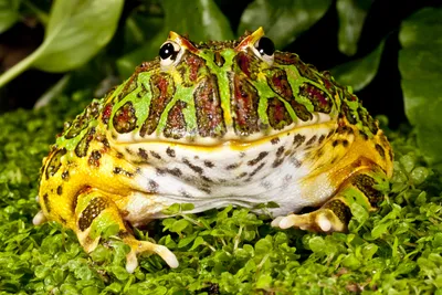 Чем жаба отличается от лягушки (кроме размеров)? Почему эти так похожие  существа разделены на разные семейства?» — Яндекс Кью