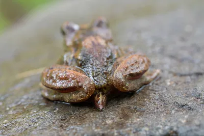 Лягушка травяная | Виртуальный музей Чудского Озера
