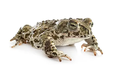 Чем отличается жаба от лягушки – внешность и образ жизни