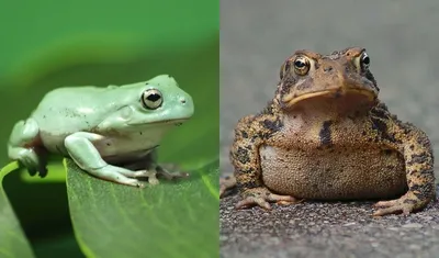 Лягушка и жаба: в чём отличия между земноводными | Братья меньшие | Дзен