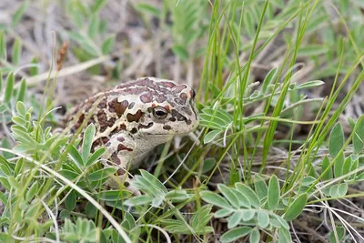 Жабы и лягушки – сходства и отличия — Алтайский биосферный заповедник