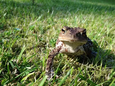 Чем жаба отличается от лягушки - ЯПлакалъ