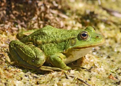 Серая жаба — Bufo bufo L. — Амфибии | Природа кижских шхер |  Музей-заповедник «Кижи»