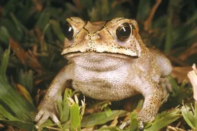 BB.lv: В чем отличие между жабой и лягушкой?