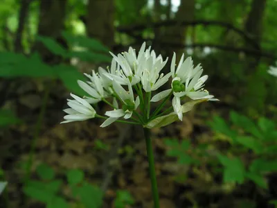 Черемша, лук медвежий (Allium ursinum)