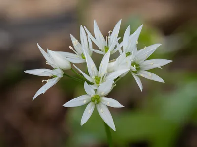 Черемша, лук медвежий (Allium ursinum)