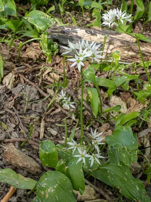 Черемша, лук медвежий (Allium ursinum)